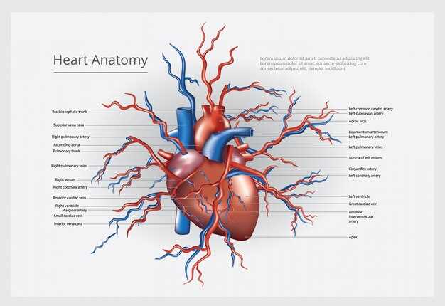 Функции сердца